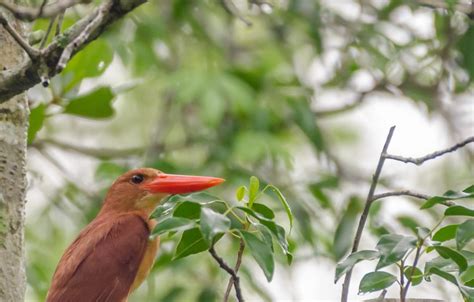 Sundarbans Tiger Reserve — Indian Wildlife Safaris