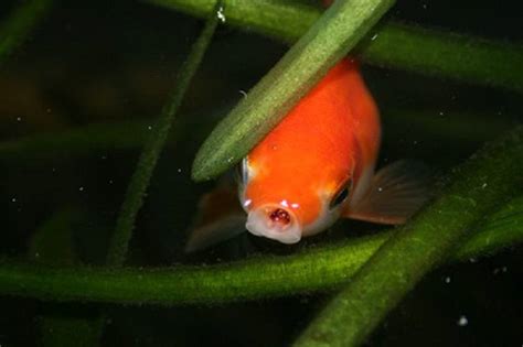 Do Goldfish Eat Algae? Everything You Need To Know