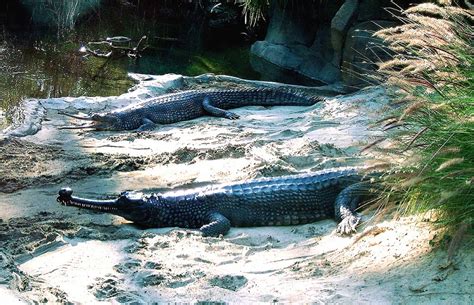 Gharial (Gavial) Facts, Habitat, Diet, Life Cycle, Baby, Pictures