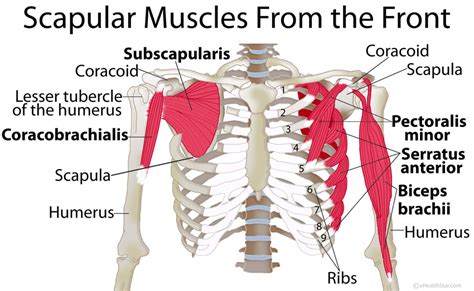 Scapula (Shoulder Blade) Anatomy, Muscles, Location, Function | eHealthStar