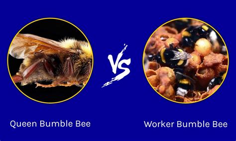 Queen Bumble Bee vs. Worker Bumble Bee: 6 Key Differences - A-Z Animals