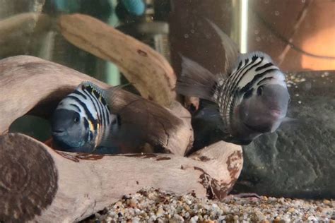 Convict Cichlid: Care, Size, Lifespan, Food & More