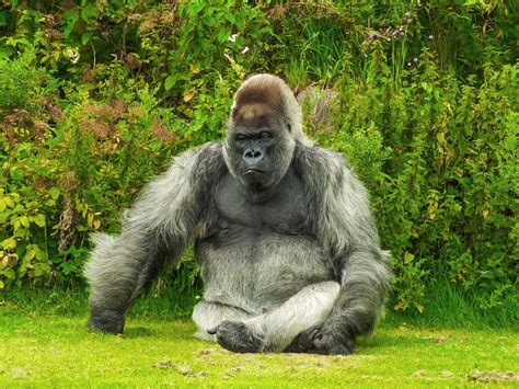 Cameroon Approves To Destroy Ebo Forest Gorilla Habitat %%-ValueWalk%%