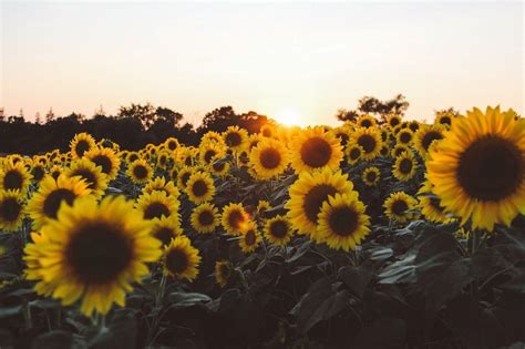 Sunflower Laptop Wallpapers - Top Free Sunflower Laptop Backgrounds ...