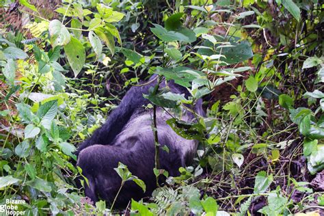 Meeting the Giants of the Forest – Gorilla Trekking in Bwindi ...