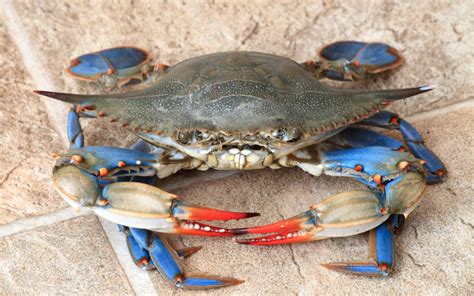 Blue Crab