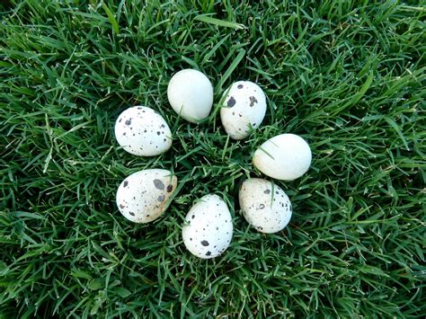 Hundewanderer.com: Gambel's Quail Eggs