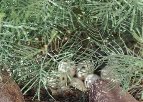 Living on Winchester Ranch: Gambel's Quail Eggs