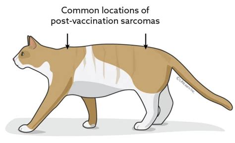 Post-Vaccination Sarcoma in Cats | VCA Animal Hospital