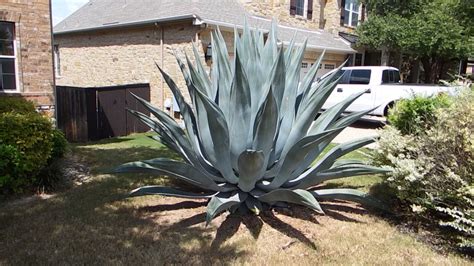 How to care for an agave plant and help it grow huge! | Blue agave ...