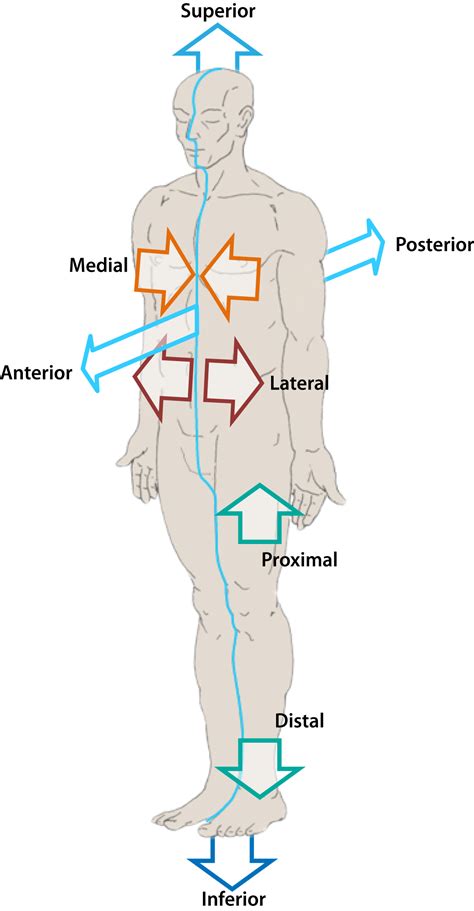 Medial