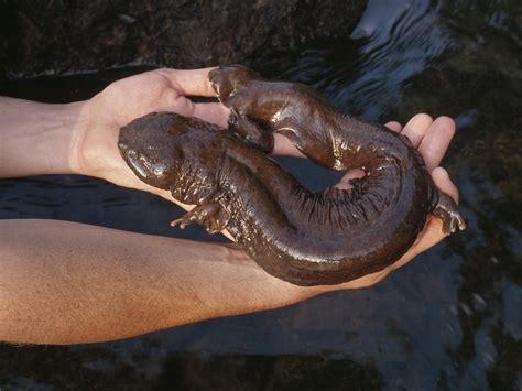 Pictures Of Giant Salamanders