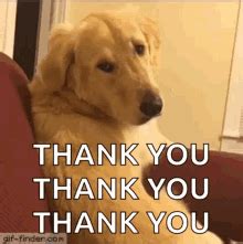 Thank You Meme Dog