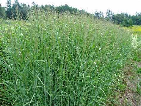 Lovegrass Farm: Panicum virgatum Ornamental Grass at Lovegrass Farm