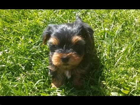 Sweet Yorkie Puppies playing together - Słodkie Szczeniaki York bawią ...