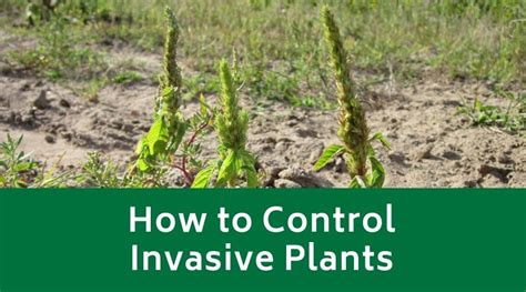 How to Control Invasive Plants - Evergreen Landscaping