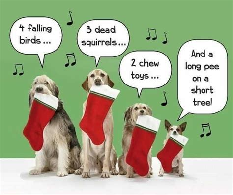 Pin by Deb Jay on Dog Gone Good! | Christmas quotes funny, Christmas ...