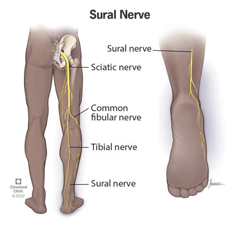 Sural Nerve Anatomy