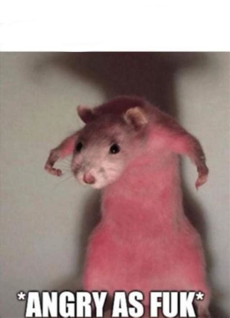 Very angry red rat : r/MemeTemplatesOfficial