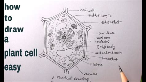 Create a Fascinating Animal Cell Model Drawing in Just 5 Steps!