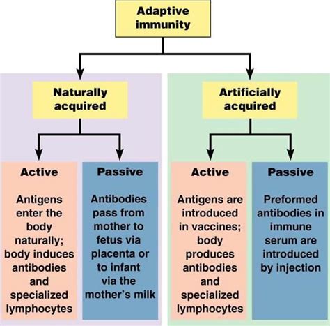 Immunity Flow Chart - UrbanPro