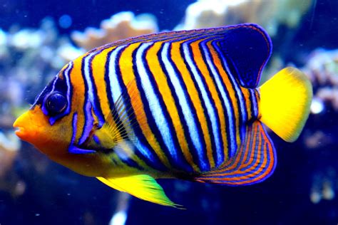 Regal angelfish; London Zoo; 22nd October 2019 - ZooChat