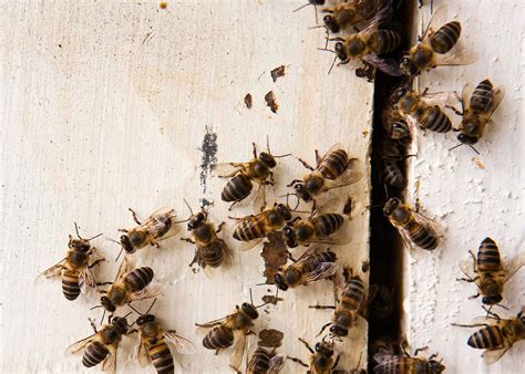 Why do bees keep nesting in homes?