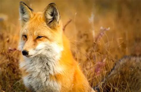 Red Fox - Description, Habitat, Image, Diet, and Interesting Facts