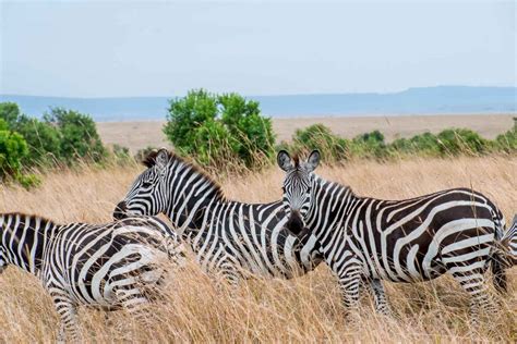 40+ Photos Of African Safari Animals during Great Migration - Masai ...