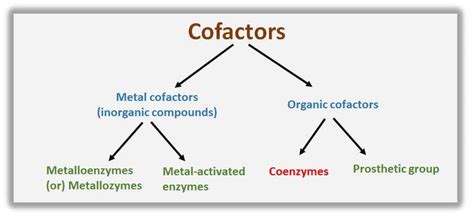 Enzymes Examples