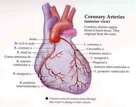 arteries veins the Arteries Of The Heart Anatomy new project heart ...