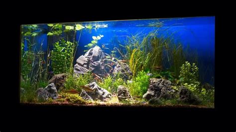 Aquarium Lighting Timers: The Most Reliable Ones Available