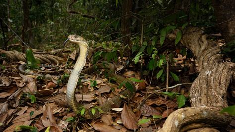 King Cobra Habitat