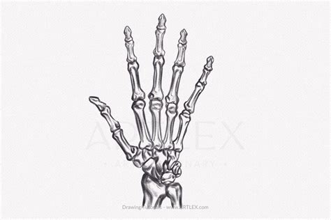 Emily Gerbig: Fine Artist Skeleton Hand, 44% OFF