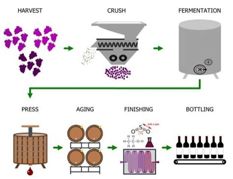 22 best images about Wine Making on Pinterest | Beer brewing, Timeline ...