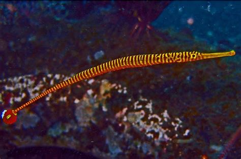 Pipefish Fish Breed Information and Pictures - PetGuide | PetGuide