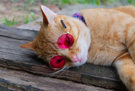 60+ Cute Ginger Cat Sleeping On A Book Stock Photos, Pictures & Royalty ...