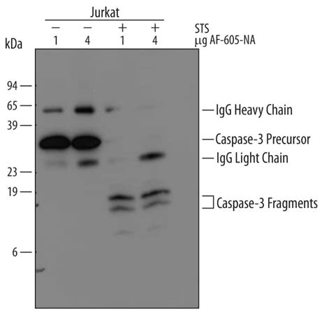 Human/Mouse Caspase-3 Antibody (AF-605-NA) | Bio-Techne