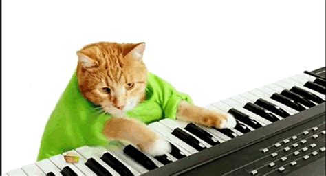 Cat Piano GIF - Find & Share on GIPHY