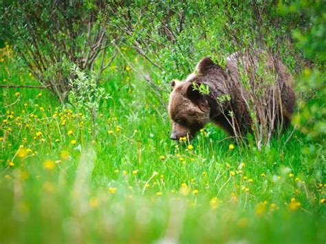 What Do Grizzly Bears Eat - Grizzly Bears Diet - Zooologist