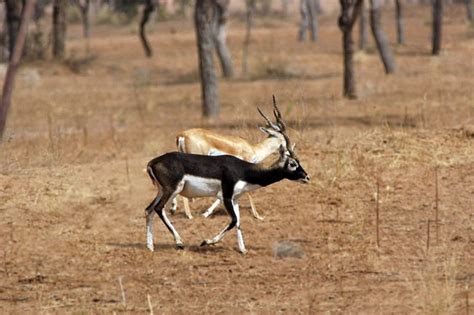 Ecologist finds flora, fauna and wildlife in India's Thar Desert