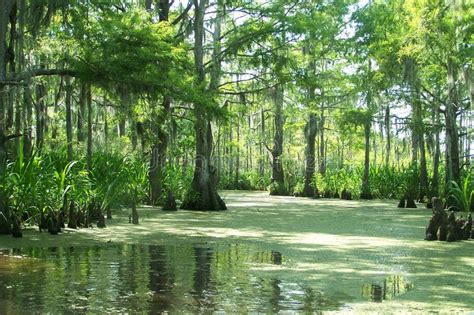 Swamps are Beautiful and Vital To Our Ecosystem Stock Photo - Image of ...