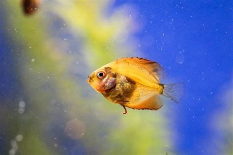 A Guide to Fin Rot Treatment - Fishkeeping World