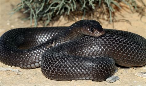 Black Desert Cobra (Walterinnesia aegyptia) | Found down a B… | Flickr