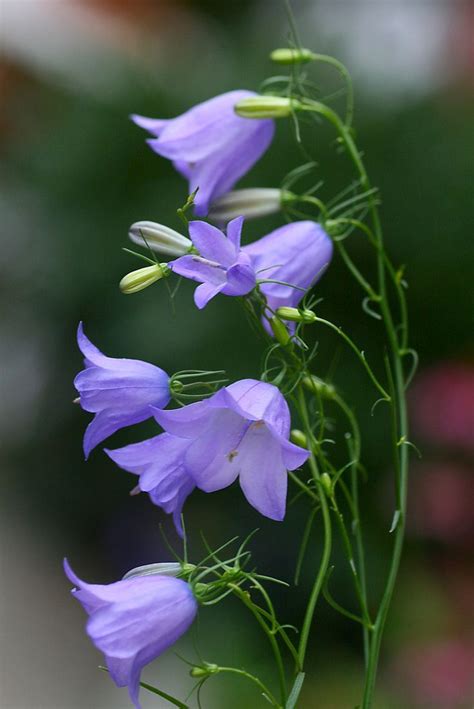 wild bluebells in rocky mountains | Beautiful flowers, Amazing flowers ...