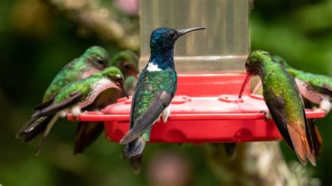 The 5 Best Types Of Hummingbird Feeders