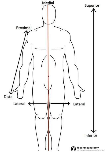 What Does Ventral Mean In Anatomy - Anatomy Book