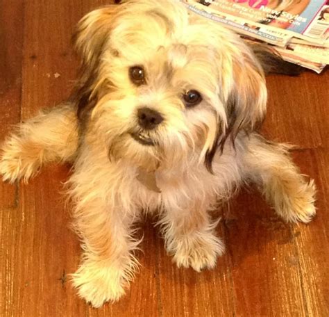 Does Oscar realize how cute he is?? ( Shorkie) | Haircuts for cookie ...