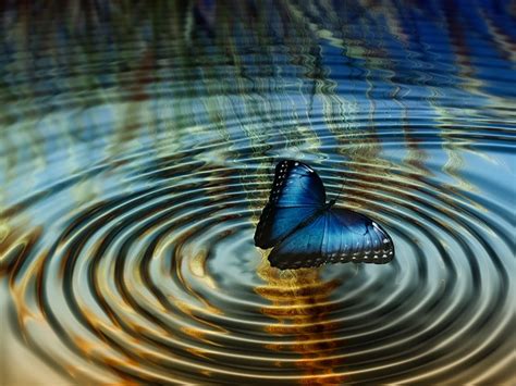 The Butterfly Effect - Are Your Leaders Getting It Wrong? - Innolect ...