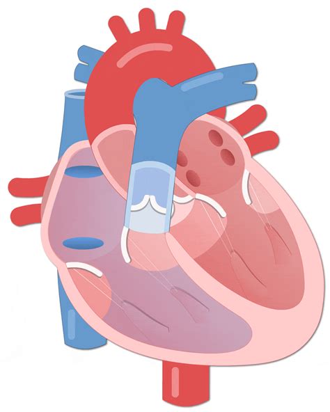 Cardiac Cycle (Animations) – Human Bio Media